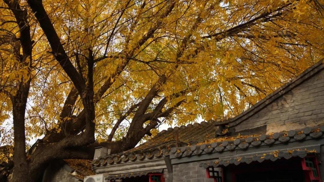The East Hotel-Very Close To The Drum Tower,The Lama Temple,Houhai Bar Street,And The Forbidden City,There Are Many Old Beijing Traditional Hutongs Around The Hotel ,Experience The Culture Of Old Beijing Hutongs,Near Exit A Of Shichahai On Metro Line ภายนอก รูปภาพ